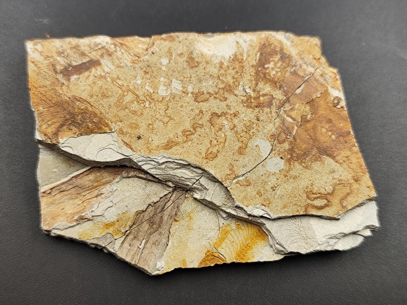 11月29日精品徽章专场 侏罗纪时期  狼鳍鱼化石