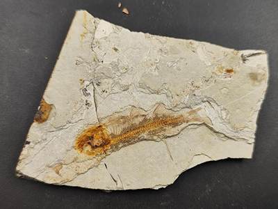 11月29日精品徽章专场 - 侏罗纪  狼鳍鱼化石