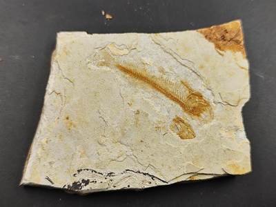 11月29日精品徽章专场 - 侏罗纪 狼鳍鱼化石