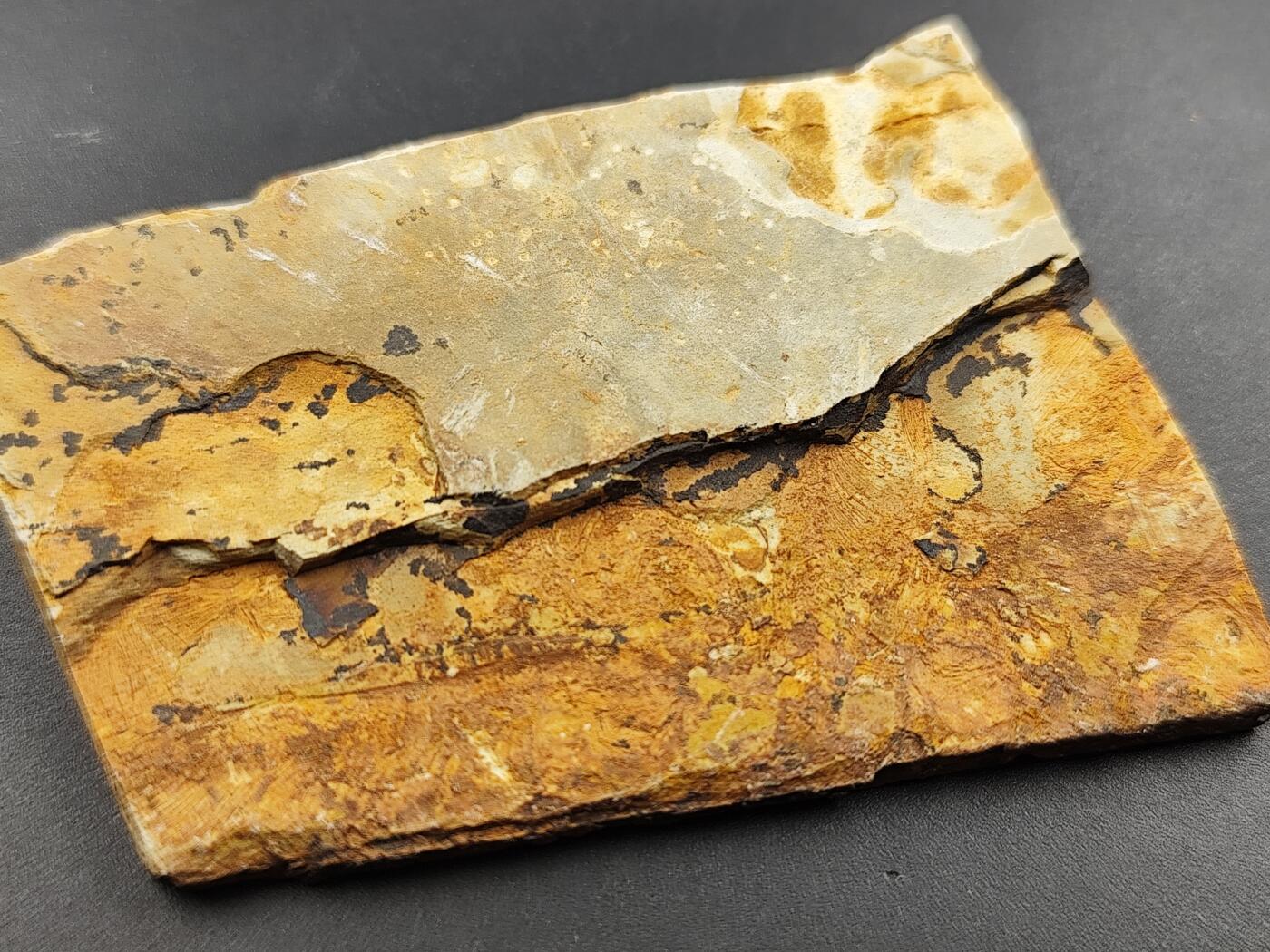 11月29日精品徽章专场 侏罗纪时期 化石