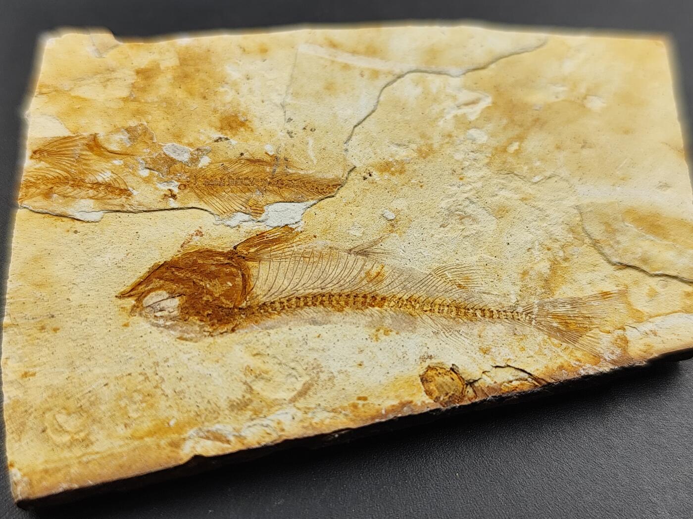 11月29日精品徽章专场 侏罗纪时期 化石