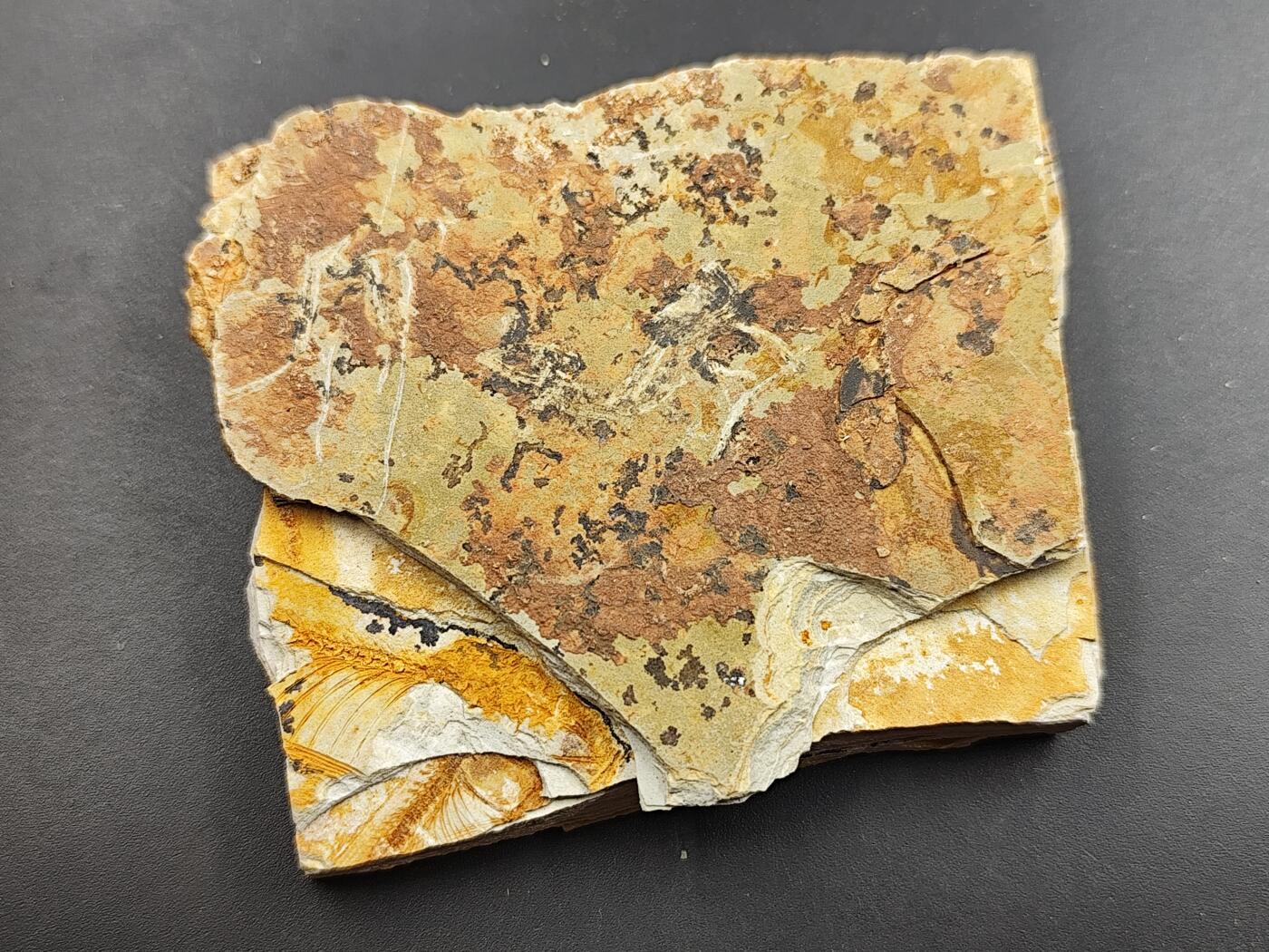 11月29日精品徽章专场 侏罗纪  狼鳍鱼化石