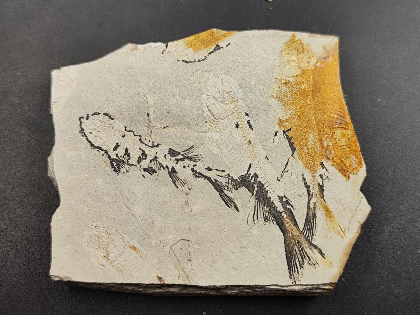 11月29日精品徽章专场 侏罗纪  狼鳍鱼化石