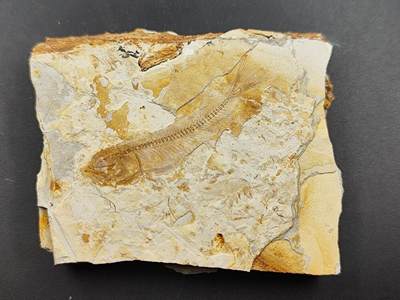 11月29日精品徽章专场 - 侏罗纪  狼鳍鱼化石