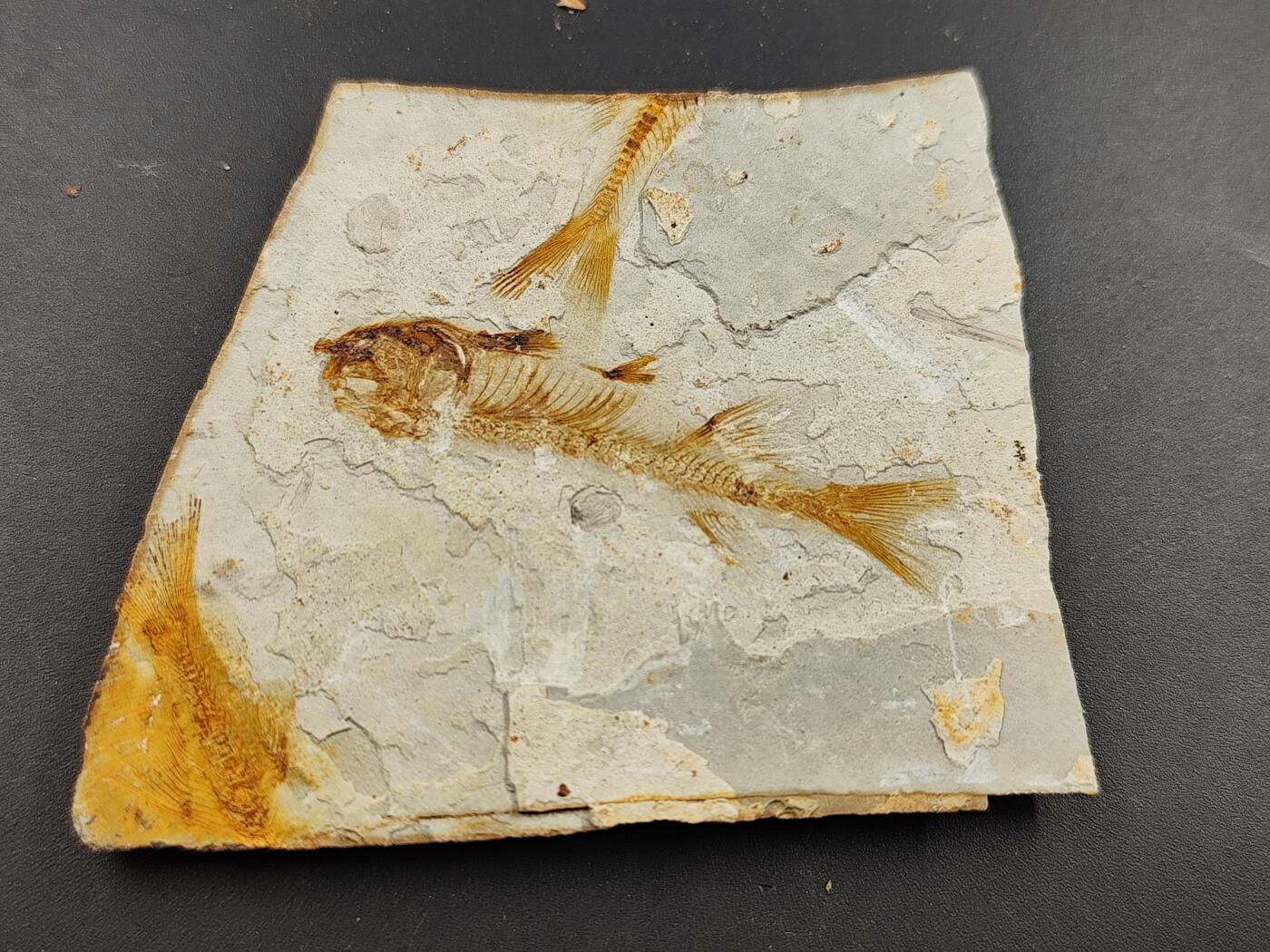 11月29日精品徽章专场 侏罗纪 狼鳍鱼化石