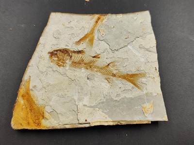 11月29日精品徽章专场 - 侏罗纪 狼鳍鱼化石