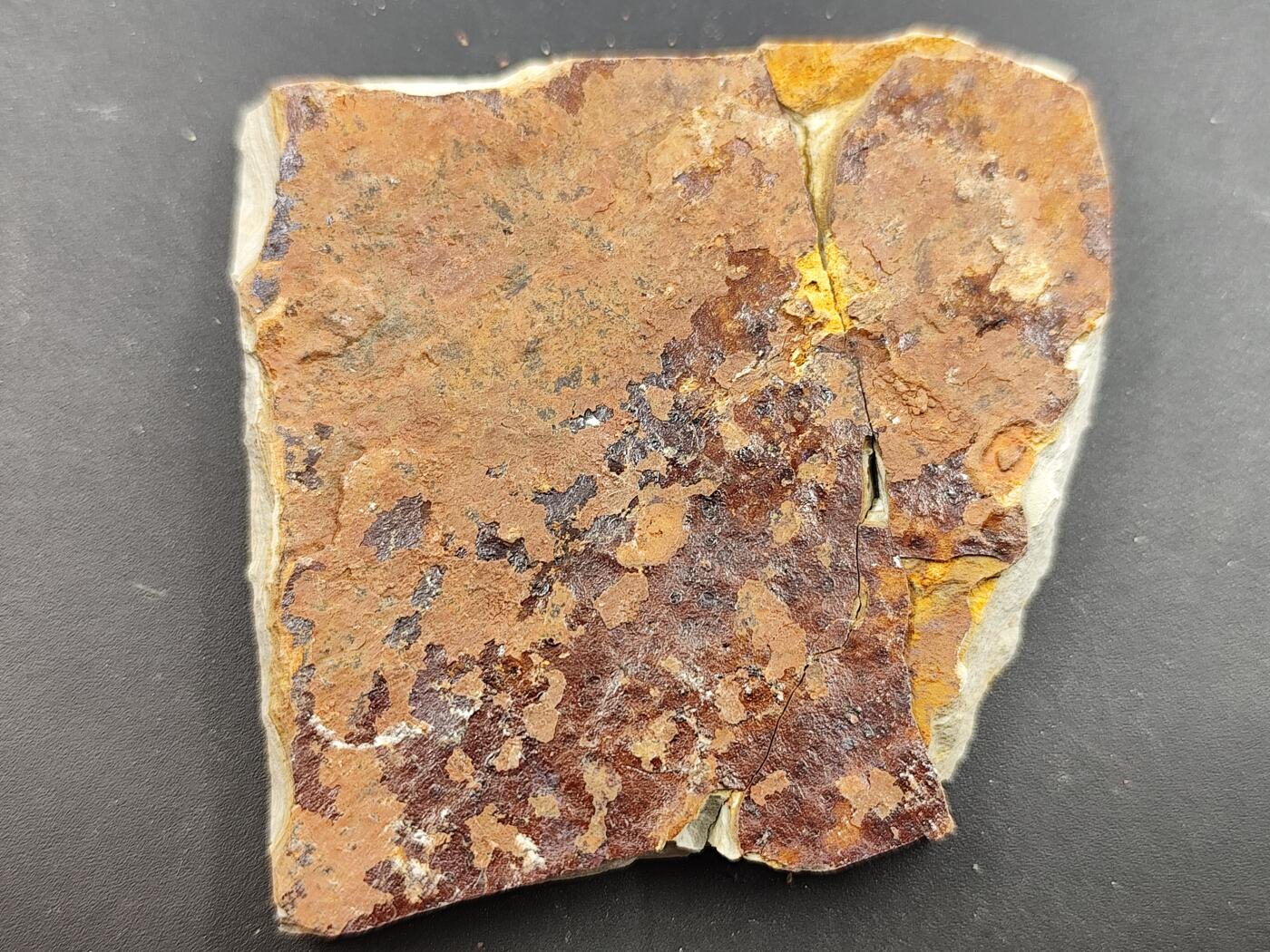 11月29日精品徽章专场 侏罗纪 狼鳍鱼化石