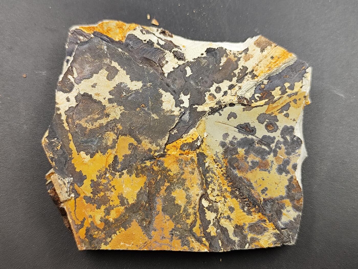 11月29日精品徽章专场 侏罗纪  狼鳍鱼化石