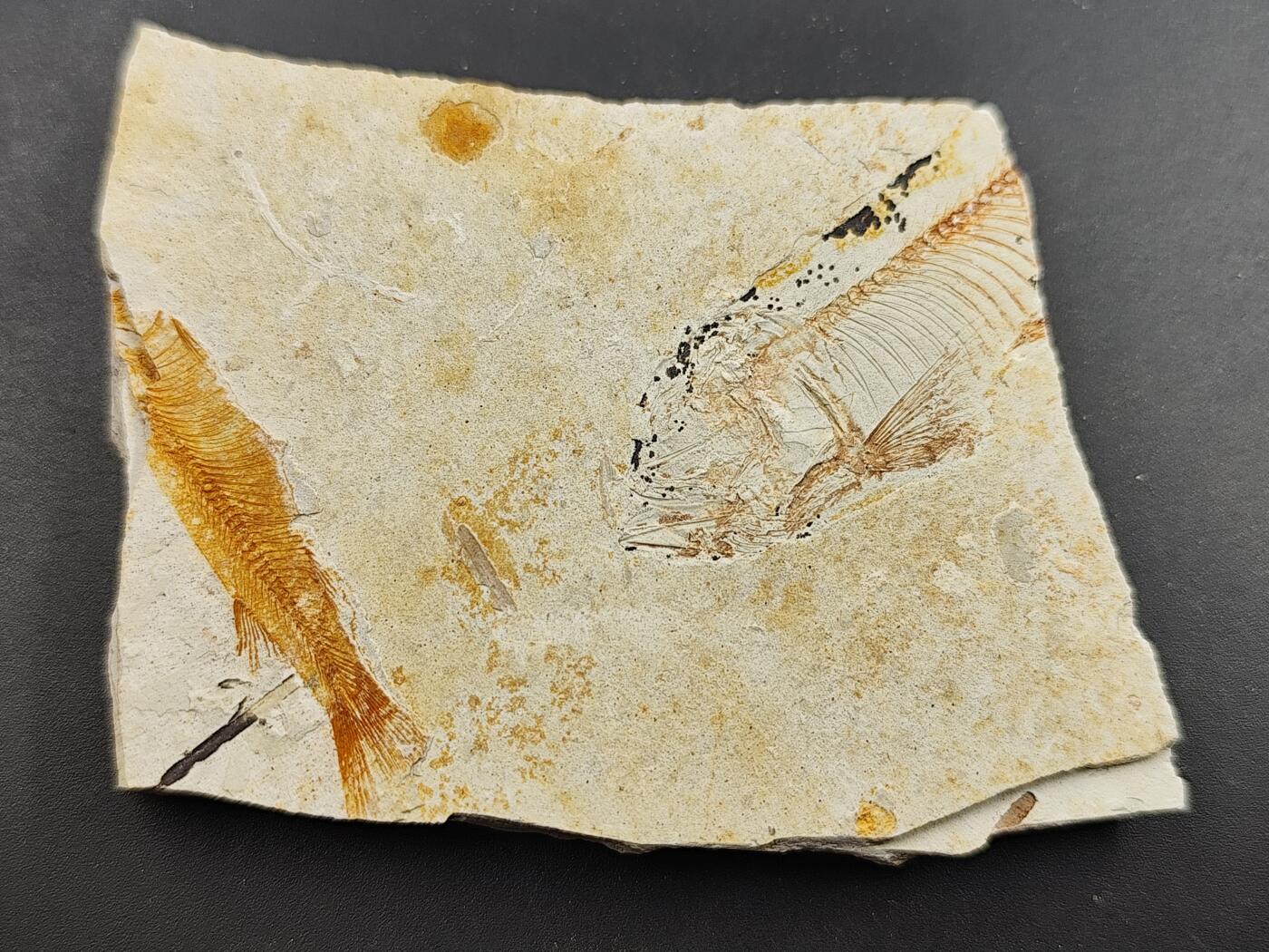 11月29日精品徽章专场 侏罗纪 狼鳍鱼化石