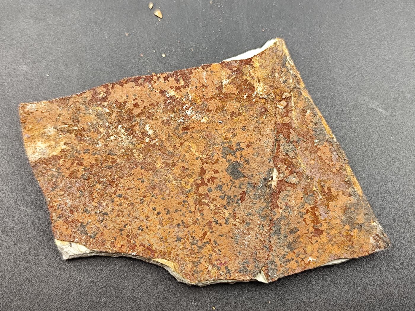 11月29日精品徽章专场 侏罗纪  狼鳍鱼化石