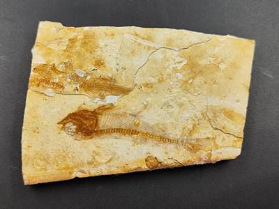 11月29日精品徽章专场 - 侏罗纪时期 化石