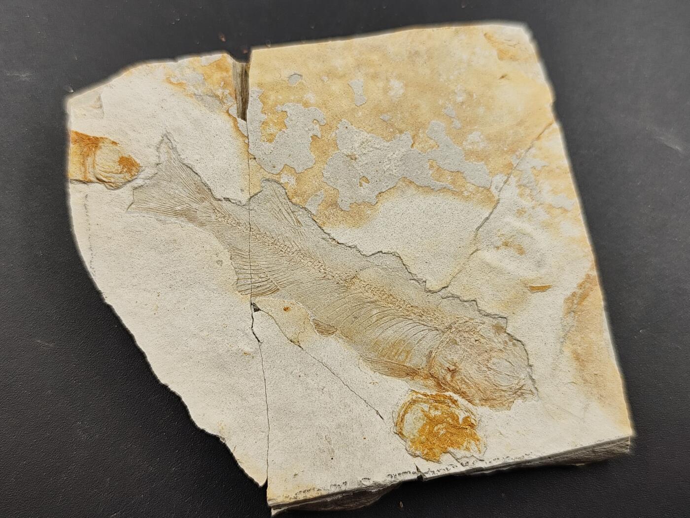 11月29日精品徽章专场 侏罗纪 狼鳍鱼化石