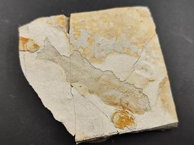 11月29日精品徽章专场 - 侏罗纪 狼鳍鱼化石