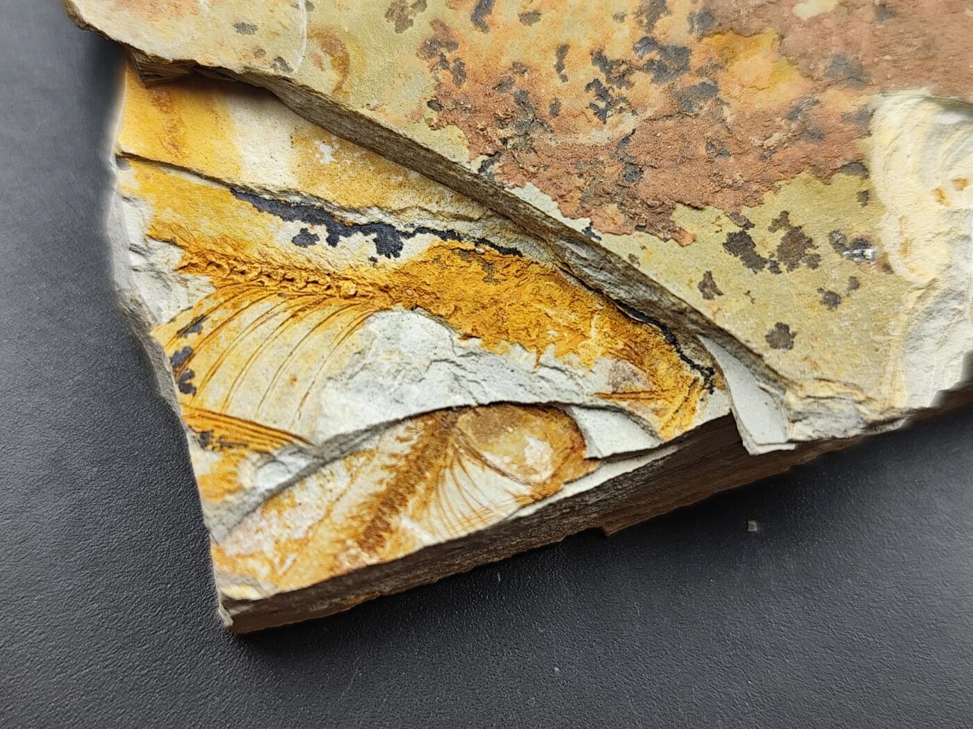 11月29日精品徽章专场 侏罗纪  狼鳍鱼化石