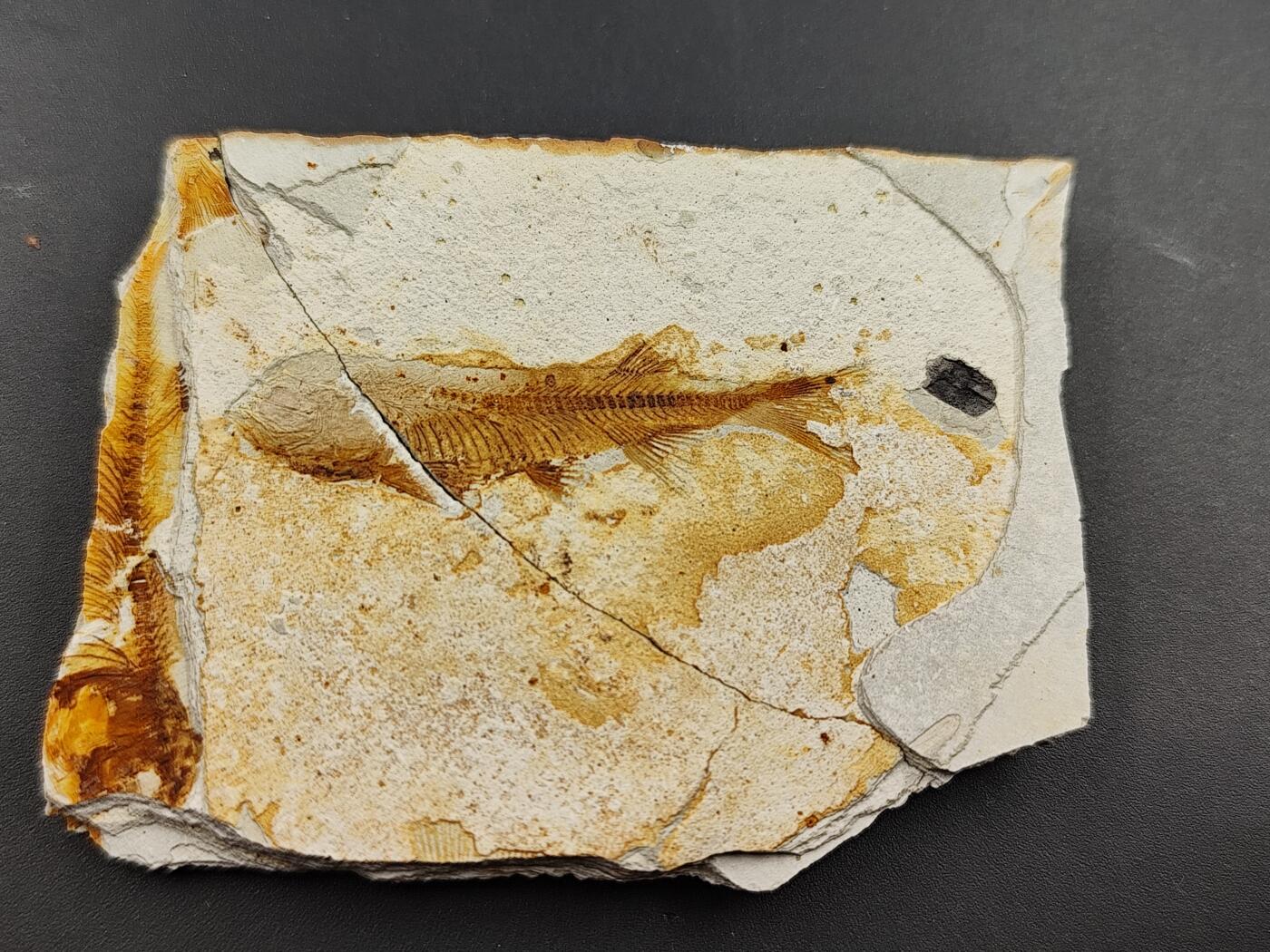 11月29日精品徽章专场 侏罗纪时期  狼鳍鱼化石