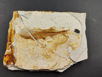 11月29日精品徽章专场 - 侏罗纪时期  狼鳍鱼化石