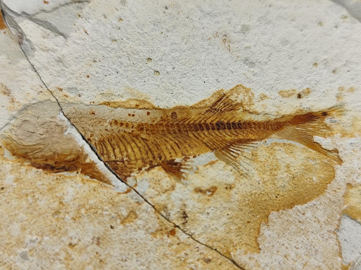 11月29日精品徽章专场 侏罗纪时期  狼鳍鱼化石