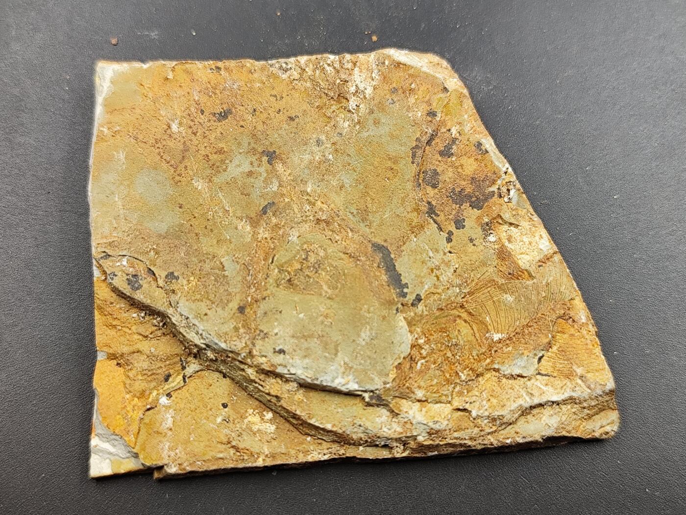 11月29日精品徽章专场 侏罗纪 狼鳍鱼化石