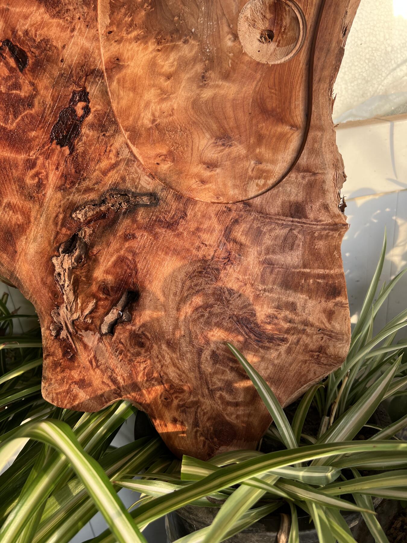 零元拍：香杉木老根榴茶盘，尺寸约：475/280/40MM，满花，药香满鼻，因为没有上漆，干燥天气可能会产生裂纹，属于正常现象