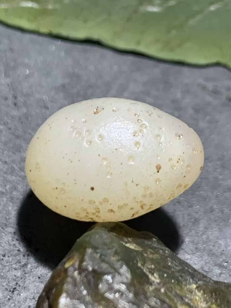 精美天然戈壁阿拉善寿桃形玛瑙原石一颗，