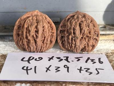 零元拍：自家2025年下树的文玩核桃四座楼狮子头，自家树的果子，无农药，无化肥，无夹板，不泡漂白剂，尺寸见图，以实物为准。没有做深度清理。因为打青皮晚了，有的皮壳被沤，造成皮质有色差，介意勿拍 - 零元拍：自家2025年下树的文玩核桃四座楼狮子头，自家树的果子，无农药，无化肥，无夹板，不泡漂白剂，尺寸见图，以实物为准。没有做深度清理。因为打青皮晚了，有的皮壳被沤，造成皮质有色差，介意勿拍