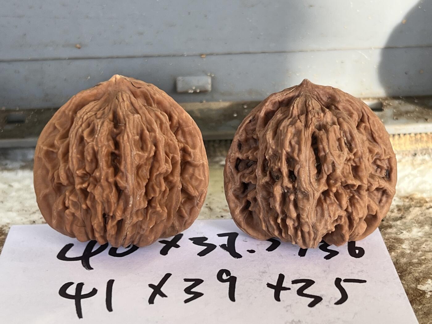 零元拍：自家2025年下树的文玩核桃四座楼狮子头，自家树的果子，无农药，无化肥，无夹板，不泡漂白剂，尺寸见图，以实物为准。没有做深度清理。因为打青皮晚了，有的皮壳被沤，造成皮质有色差，介意勿拍