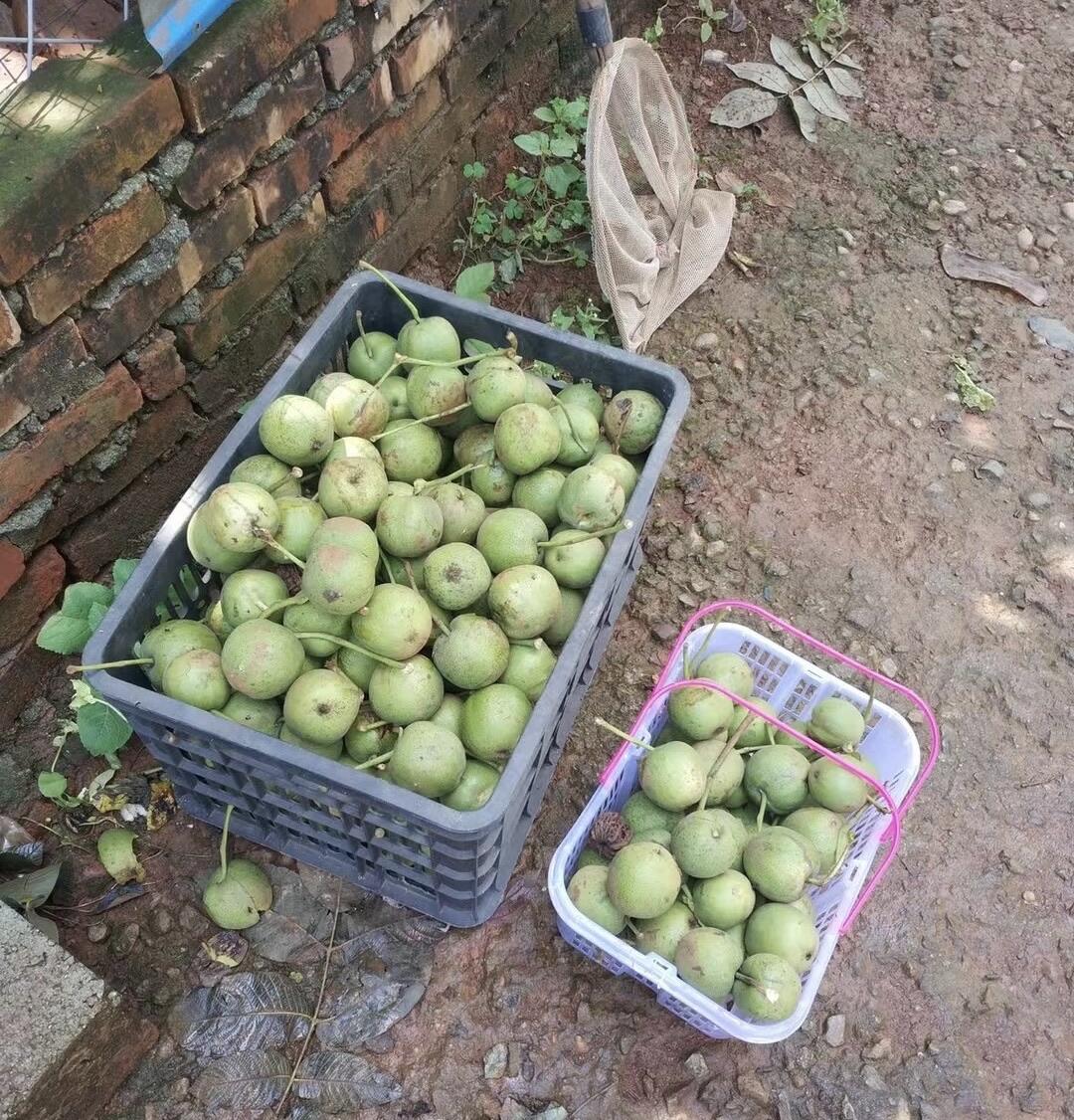 零元拍：自家2025年下树的文玩核桃四座楼狮子头，自家树的果子，无农药，无化肥，无夹板，不泡漂白剂，尺寸见图，以实物为准。没有做深度清理。因为打青皮晚了，有的皮壳被沤，造成皮质有色差，介意勿拍