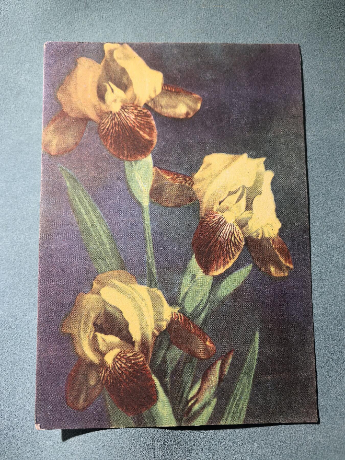 盛世勋华——号角文化勋章邮票专场拍卖第292期 德国（1939）花卉 实寄明信片 贴小胡子邮票