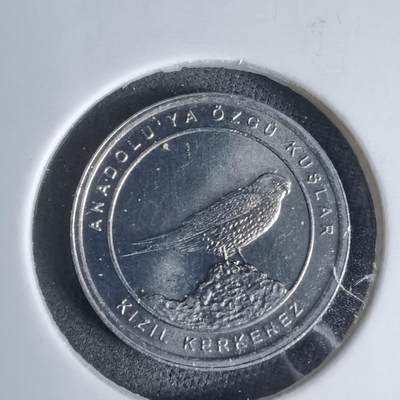 沼泽如烟--第924场 - 土耳其2020年1库鲁小鸟