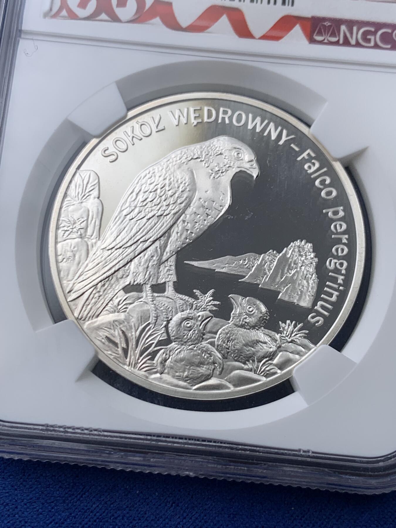 《竞宝斋》第445场 周日，周一，2场连拍 （全场包邮） NGC PF66UC 波兰2008年游隼20兹罗提精制银币 925银 28.28克