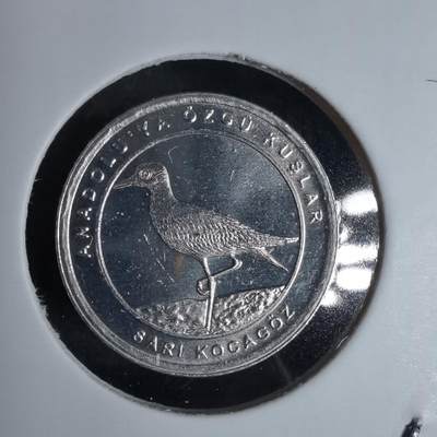 沼泽如烟--第924场 - 土耳其2020年1库鲁小鸟