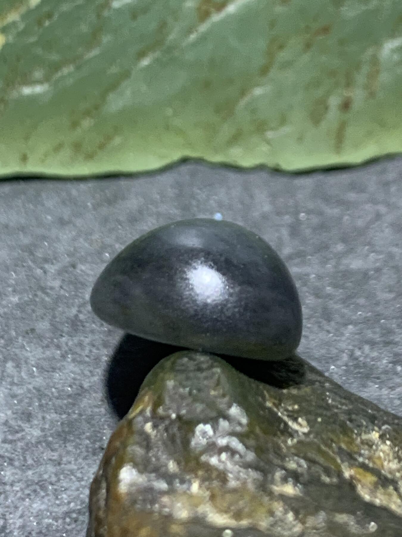 精美和田玉青花小独籽原石一颗，