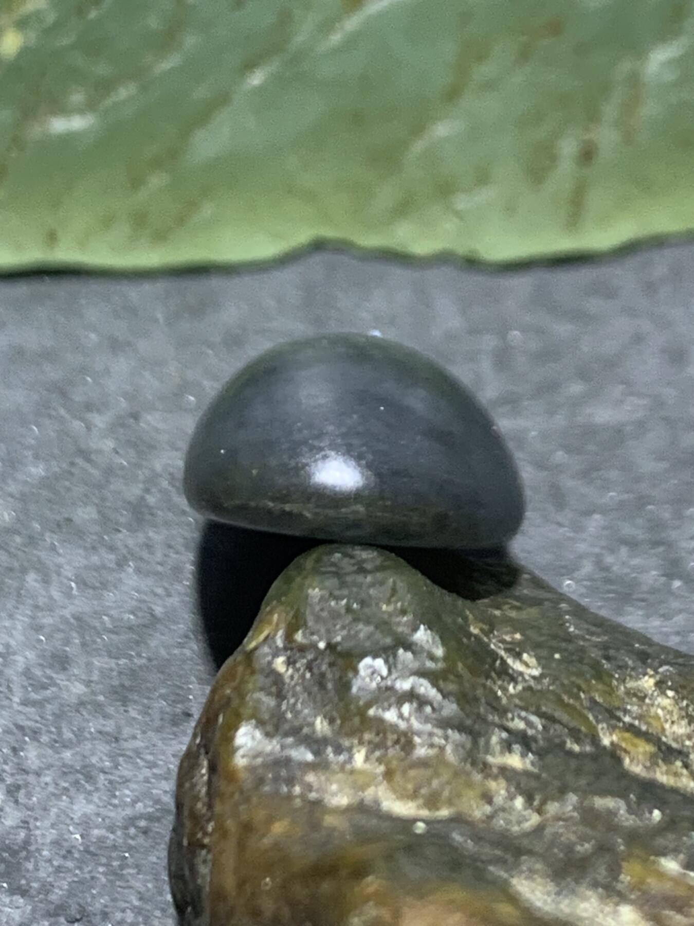 精美和田玉青花小独籽原石一颗，