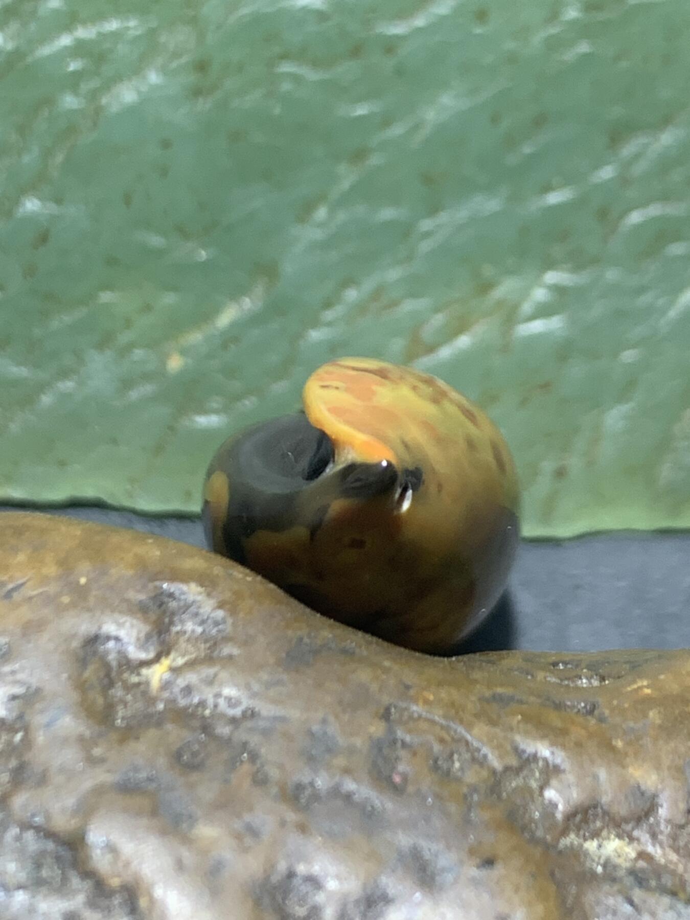 精美战国红玛瑙手工雕刻海螺吊坠一个！