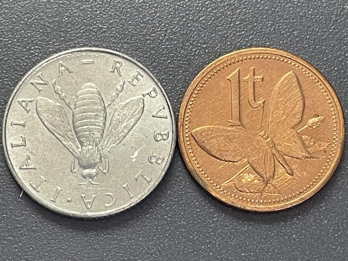 回流1215 意大利的蜜蜂和巴布亚新几内亚的蝴蝶