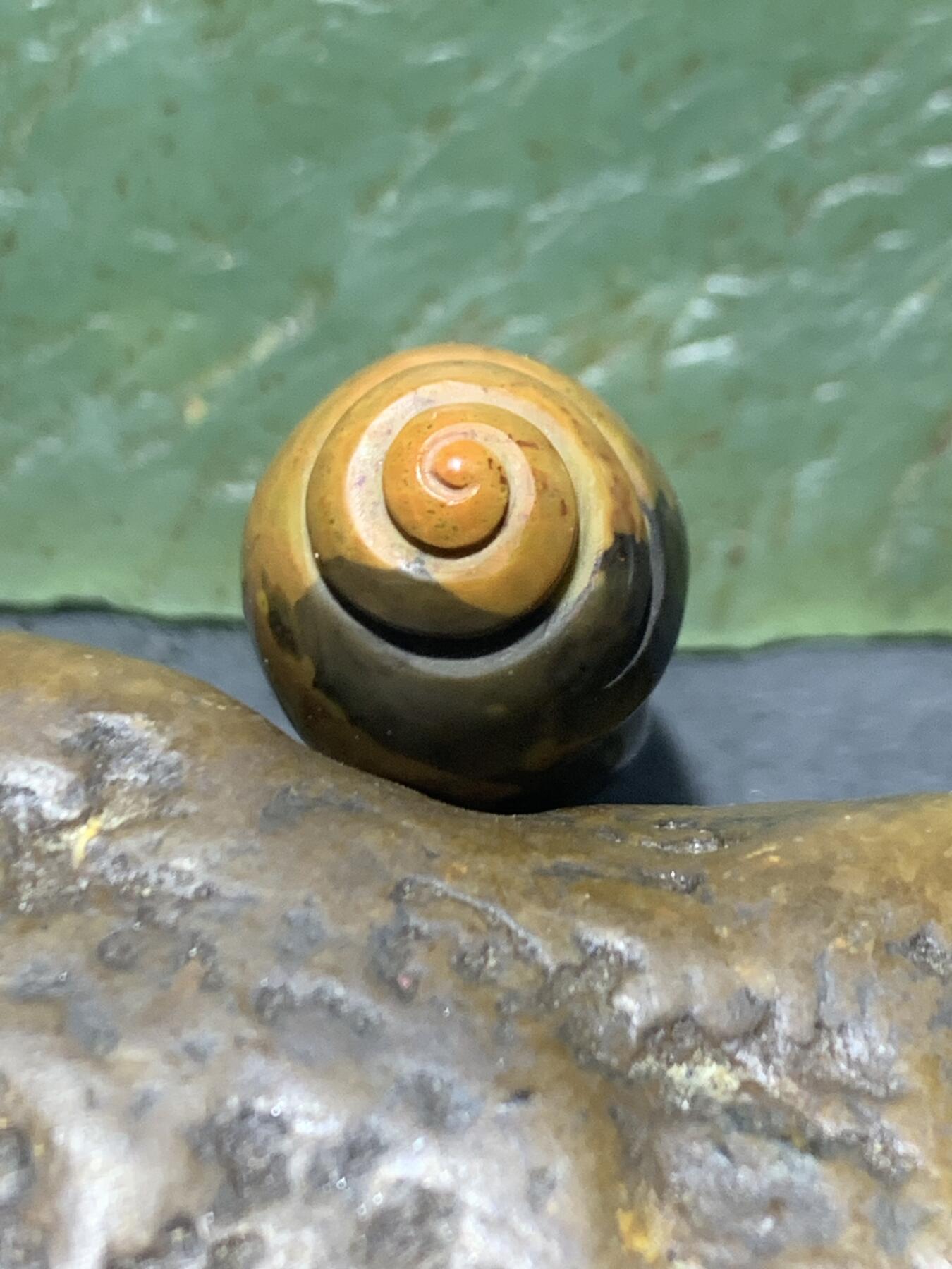 精美战国红玛瑙手工雕刻海螺吊坠一个！