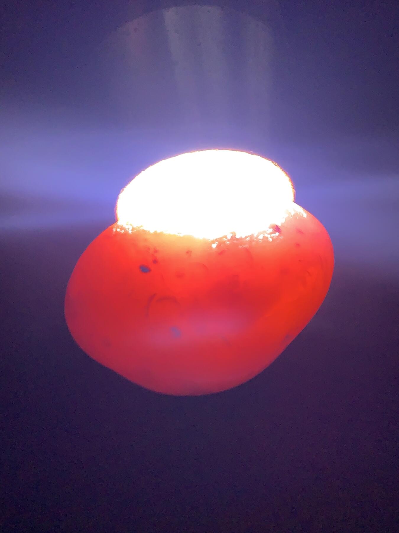 精美柿子红飘白水冲籽川料南红玛瑙原石一颗，