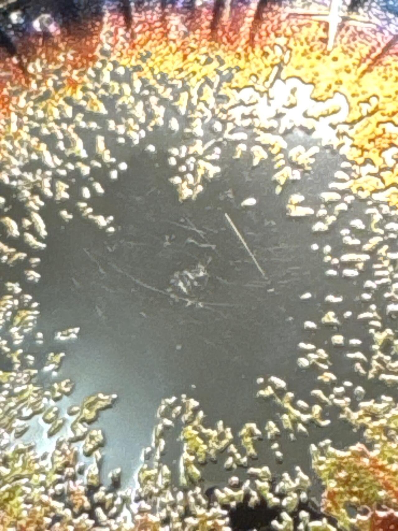 ❤️【币观天下】❤️ 第334期钱币拍卖- 2025.12.12周五晚上6点半场-长期征集拍品 获奖币奥地利2024年宇宙之美超新星曲面彩色银币（表面有丝痕）