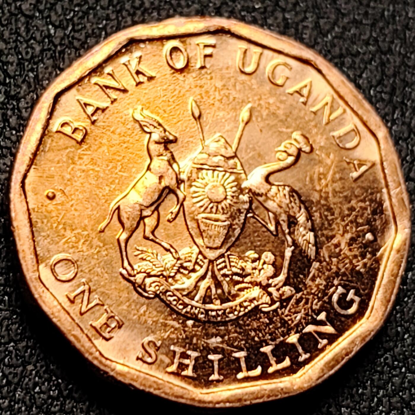 泉币菌-第144场-精品福利场 。