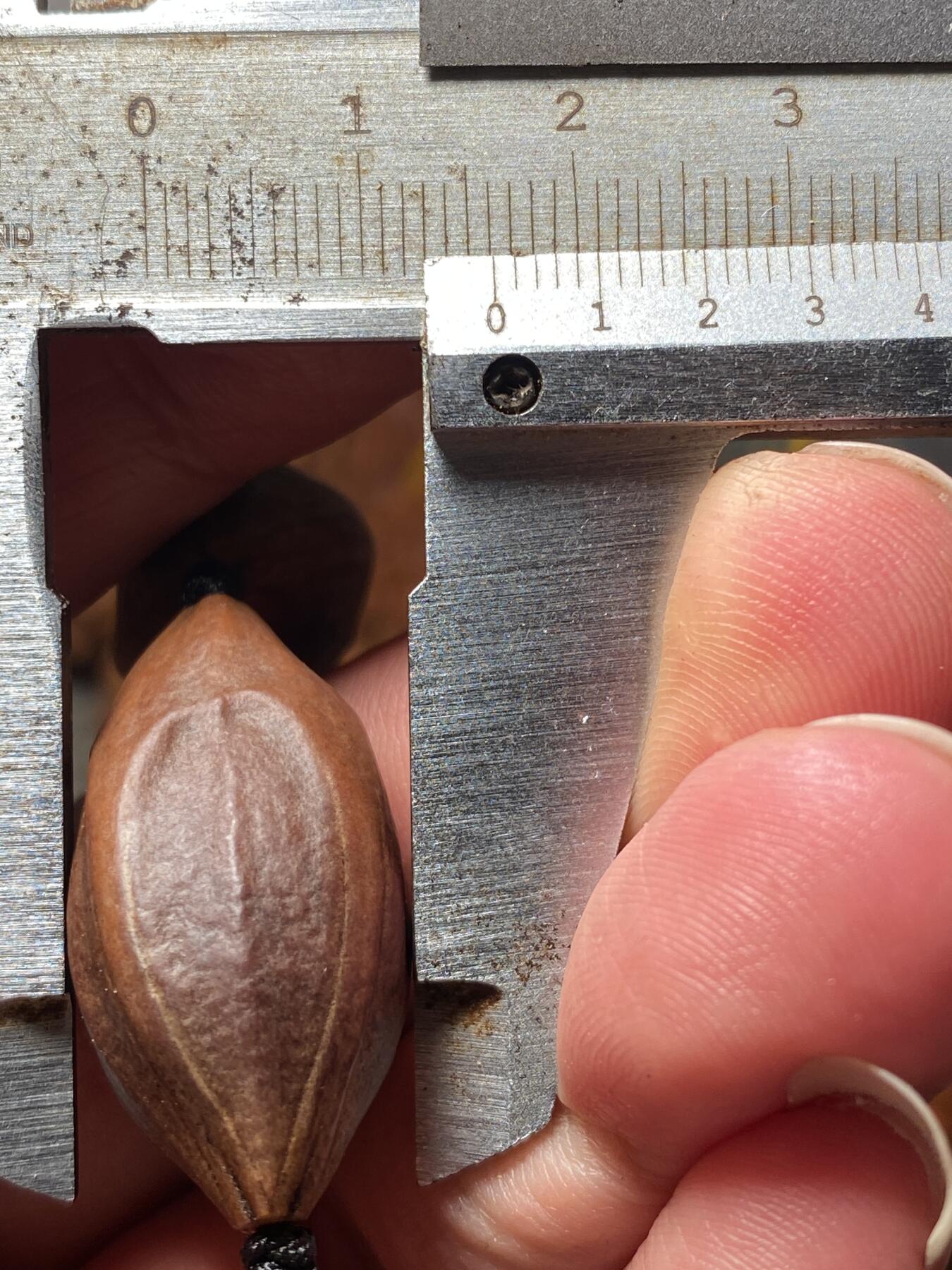 以核会友，中国非物质文化遗产苏工核雕手作 福利苏工核雕，纯天然，四花紫皮核，个性十足，等待有缘人，与众不同，尺寸1。6x3.2喜欢的来