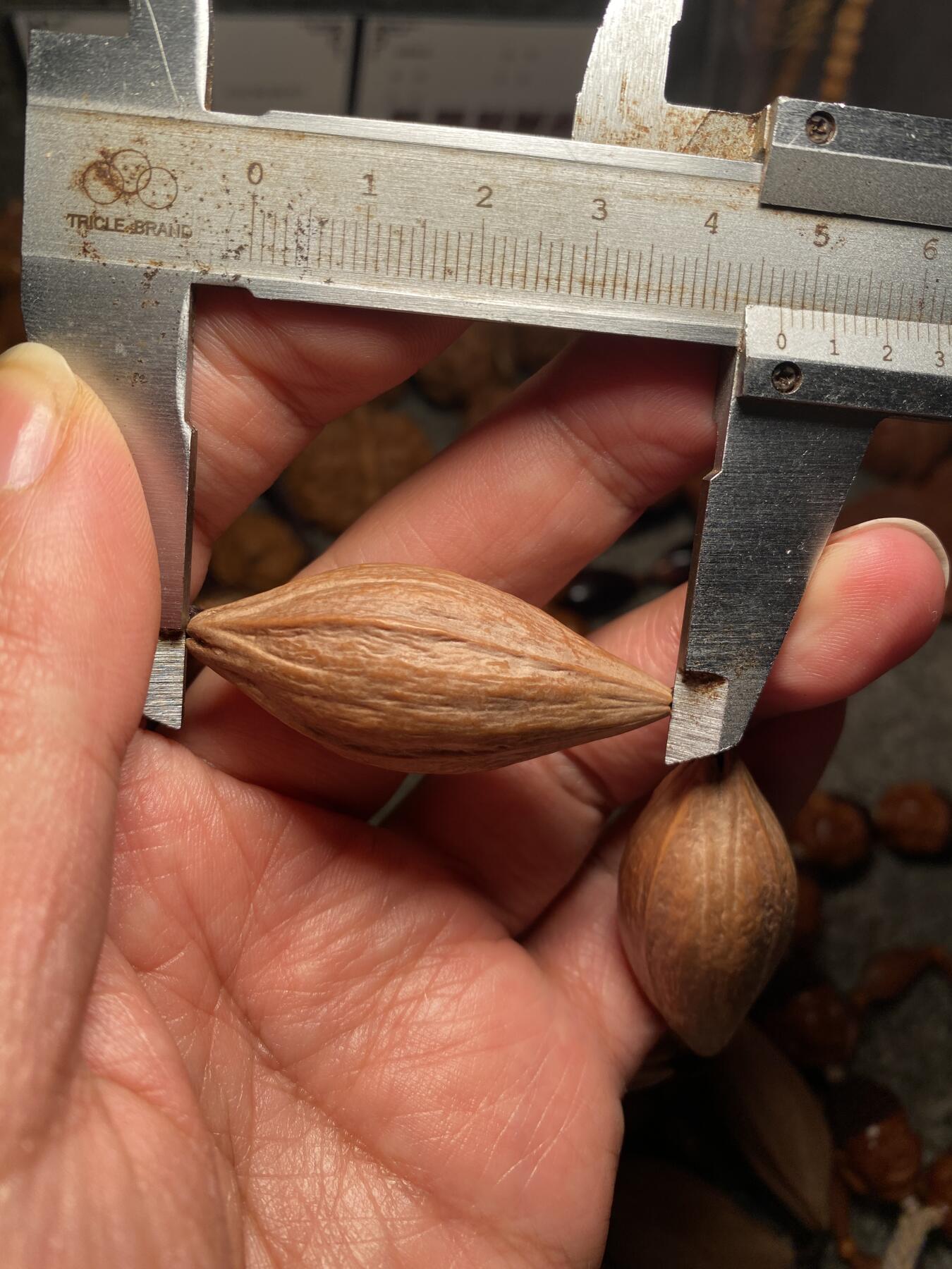 以核会友，中国非物质文化遗产苏工核雕手作 福利苏工核雕，纯手天然，四花梅林大核原皮大脖挂，个性十足，等待有缘人，与众不同，尺寸2。0x4.7喜欢的来