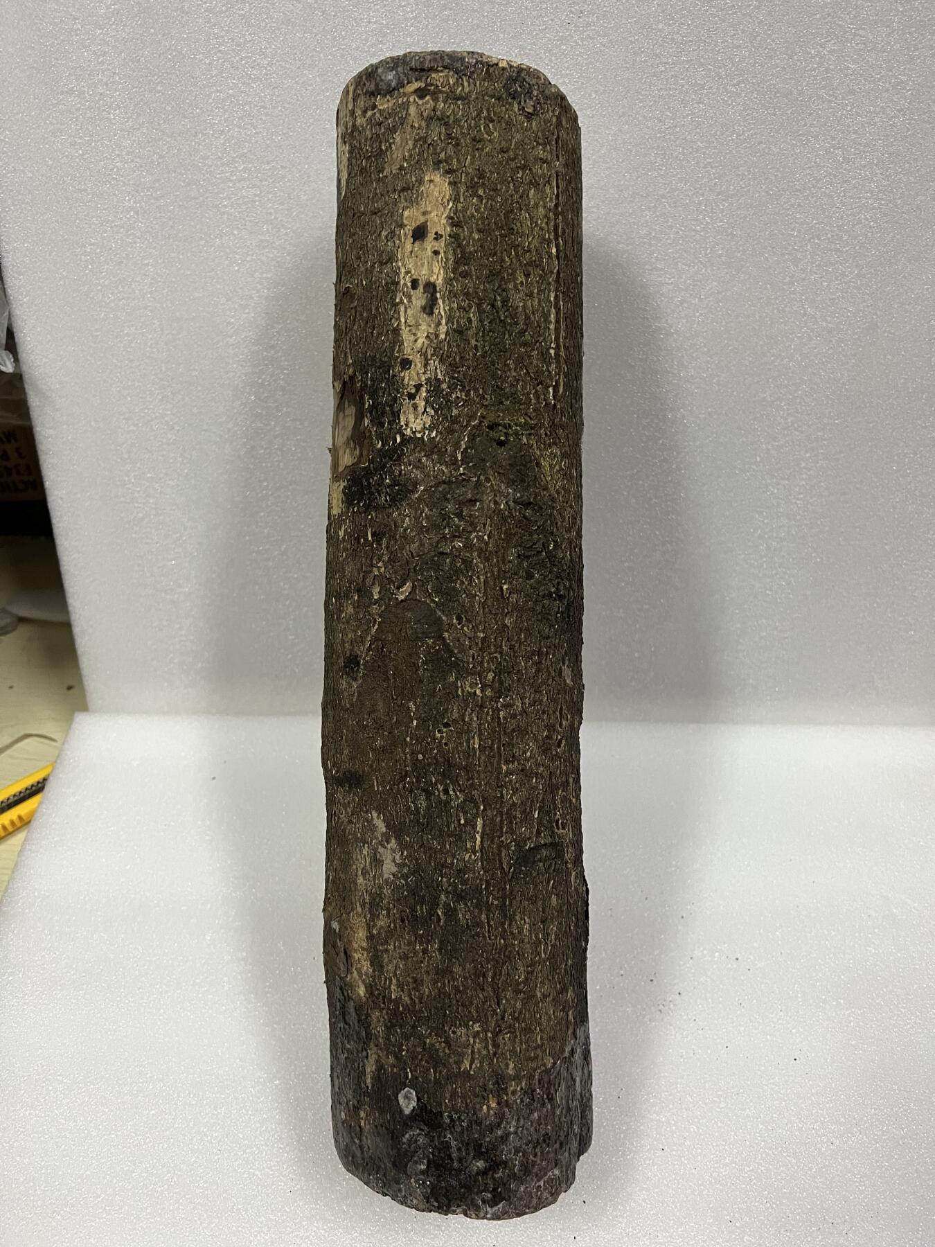 零元拍： 金丝楠 原木 发横财（材）带皮，两端封了防裂胶， 尺寸：43.5/11.5CM。六斤多重。抛光后金灿灿满香。最后一图为成品效果。