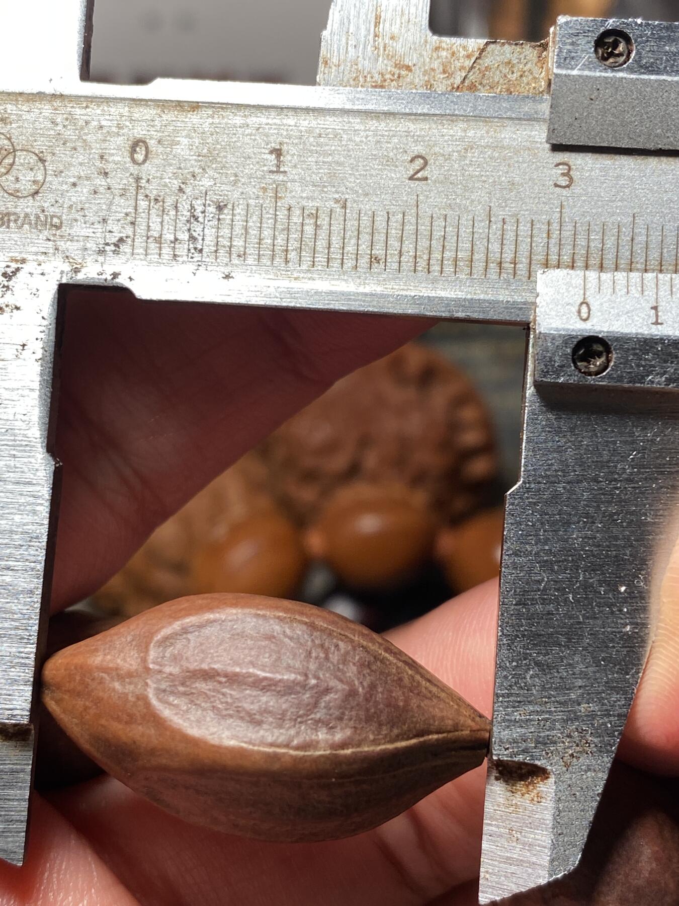 以核会友，中国非物质文化遗产苏工核雕手作 福利苏工核雕，纯天然，四花紫皮核，个性十足，等待有缘人，与众不同，尺寸1。6x3.2喜欢的来