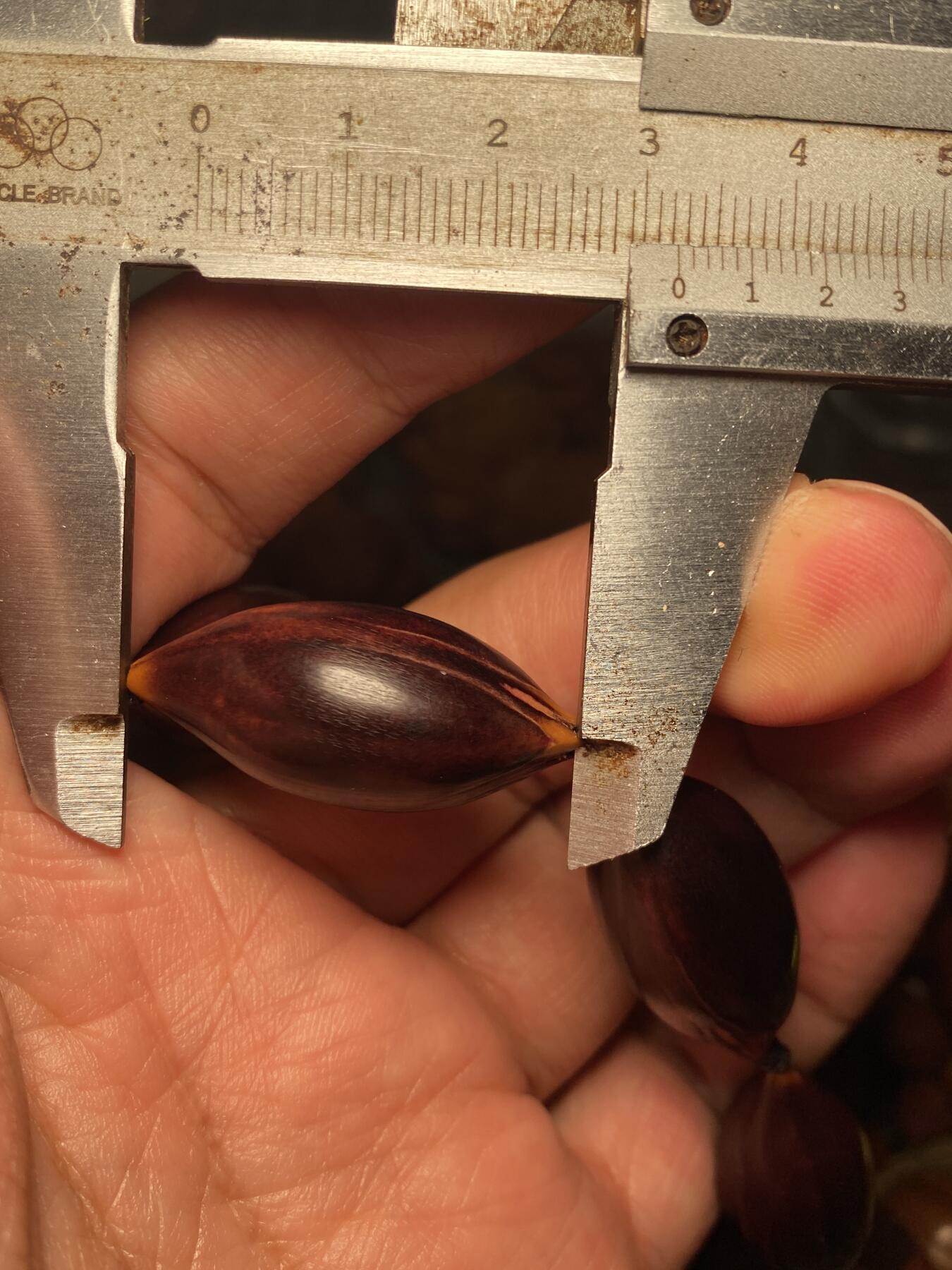 以核会友，中国非物质文化遗产苏工核雕手作 福利苏工核雕，纯手工打磨，天然紫核随型光珠，老料，个性十足，等待有缘人，市场无同款，尺寸1。5x3.25左右喜欢的来