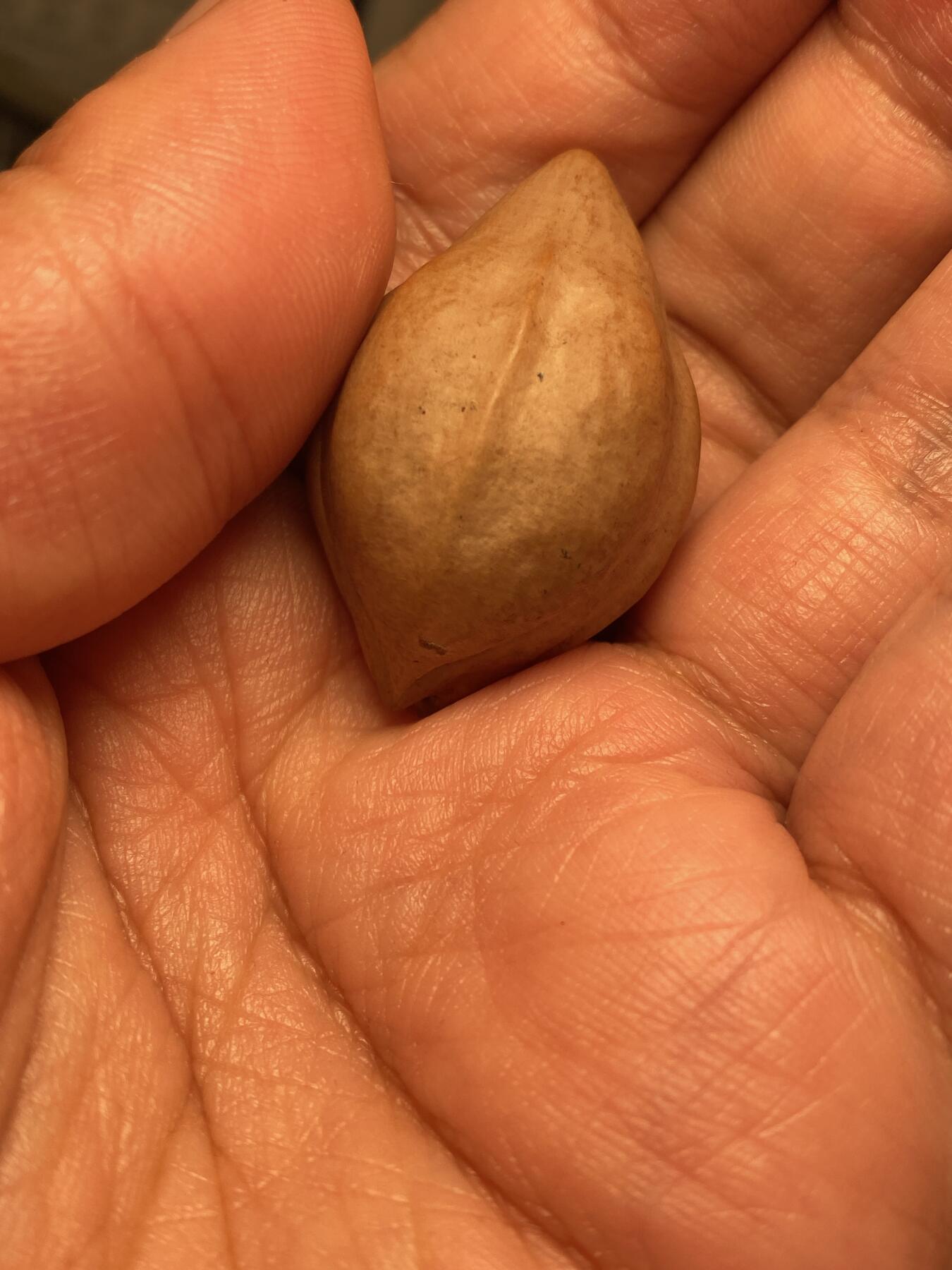 以核会友，中国非物质文化遗产苏工核雕手作