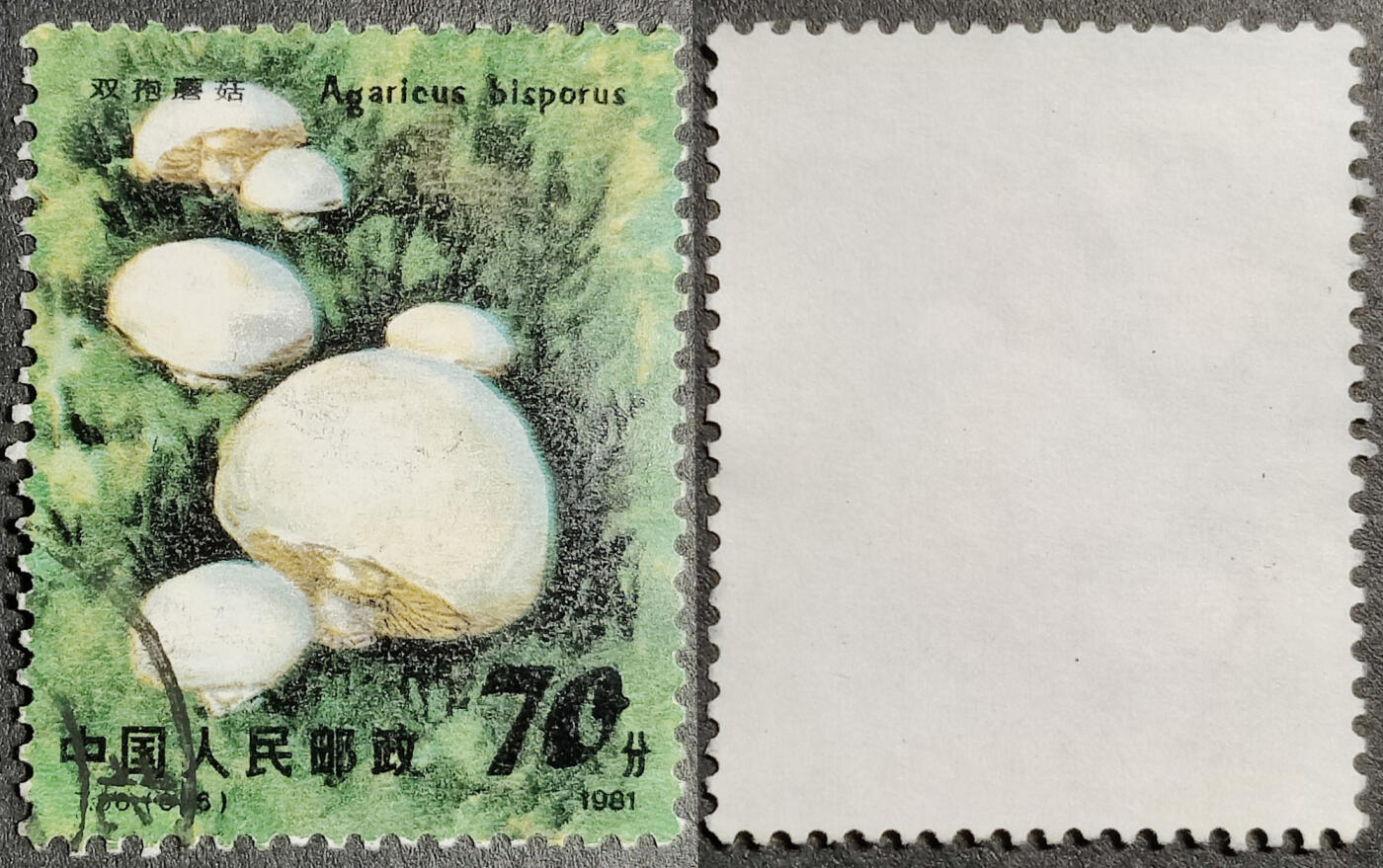 洪涛臻品批发群 精选邮票限时拍卖第1201期  T66食用菌70分大筋 面艳背白票挺无人为 信销近全品【尾图他人在售67元】