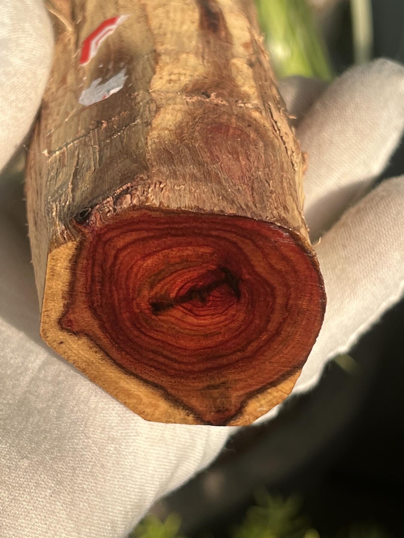 零元拍： 海南黄花梨油梨原料。120/46MM