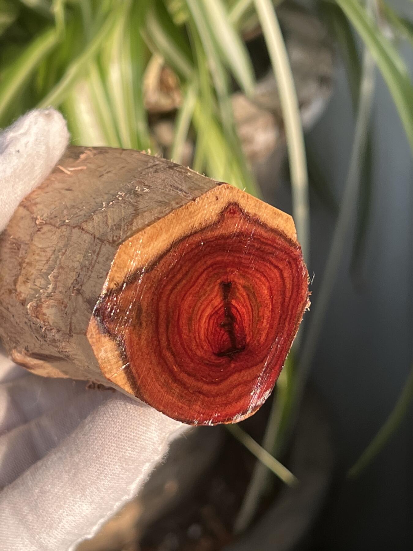 零元拍： 海南黄花梨油梨原料。120/46MM