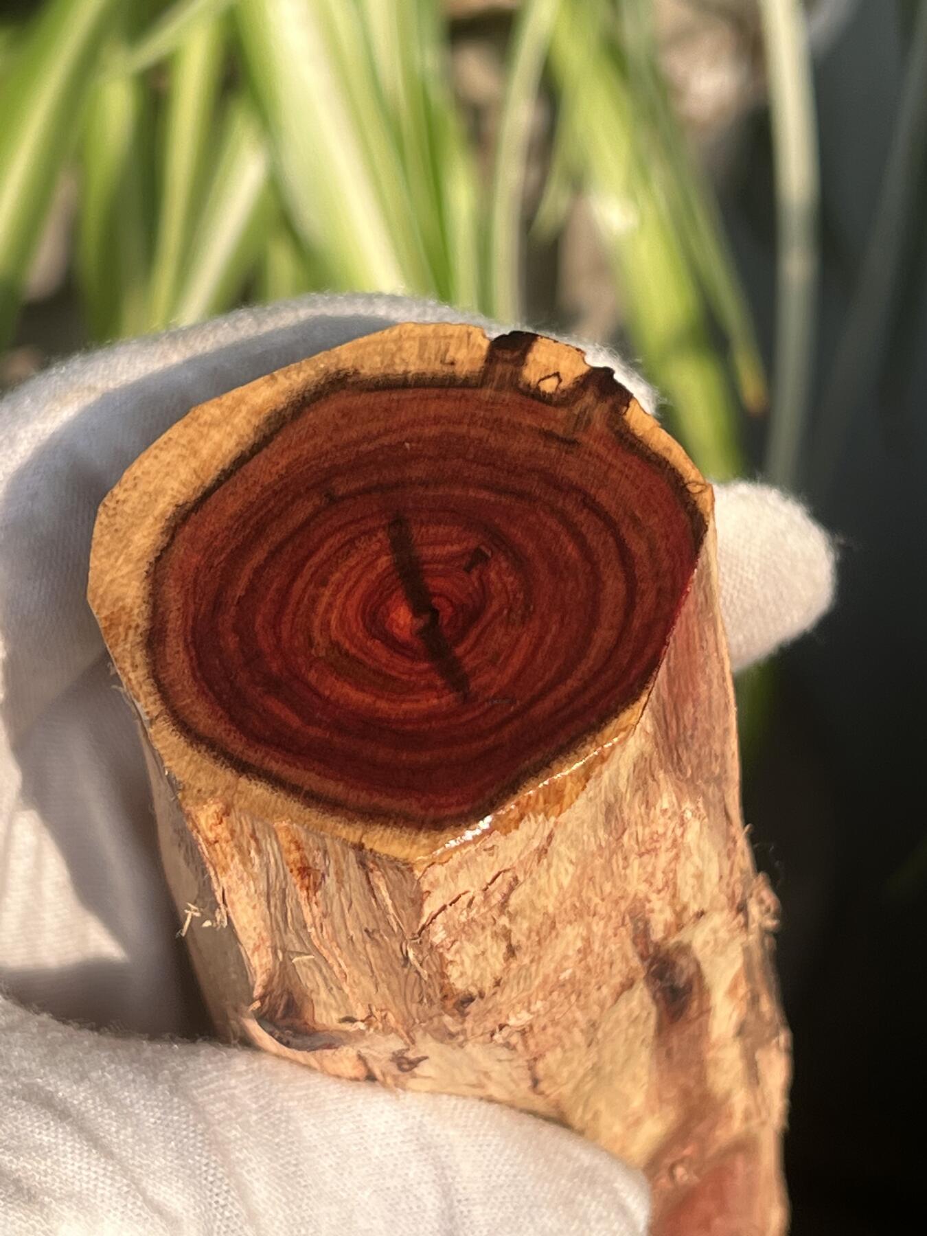 零元拍： 海南黄花梨油梨原料。120/46MM