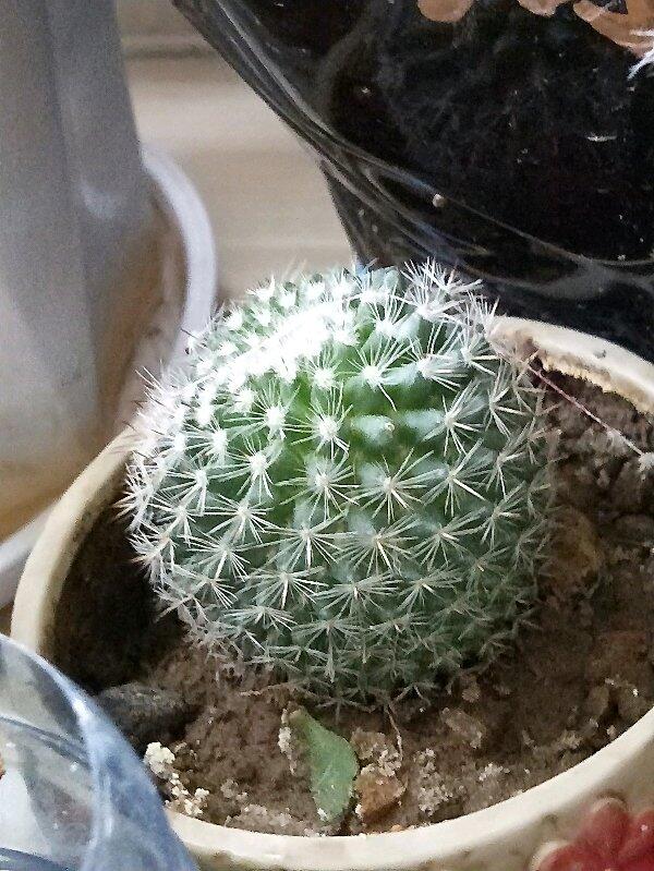 中国2022年峨眉山-乐山大佛纪念币